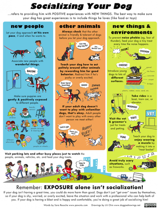 Illustration for article titled An Illustrated Guide To Socializing A Dog